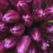 Allium Flower  by cataylor41