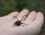 7th Jul 2019 - A longhorn beetle