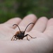 A longhorn beetle by roachling
