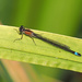 Blue-tailed Damselfly by philhendry
