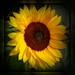 sunflower by gijsje