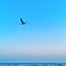 The flight of the seagull.  by cocobella
