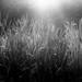 grass in the early morning light by northy
