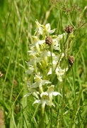 29th Jun 2019 - Greater Butterfly Orchid