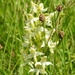 Greater Butterfly Orchid by oldjosh