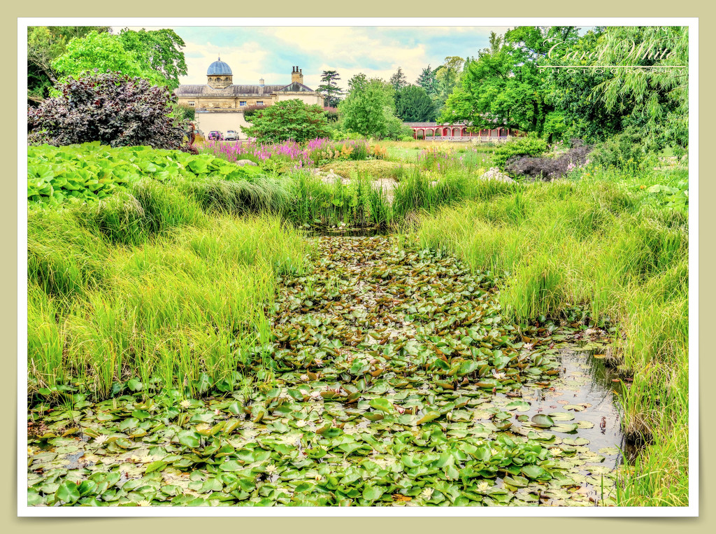 The Bog Garden,Woburn Abbey Gardens by carolmw
