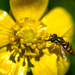 Hoverfly or Flower fly by novab