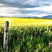 Canola Field by 365karly1