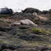 SHAPINSAY SEALS DURING YOGA LESSON by markp