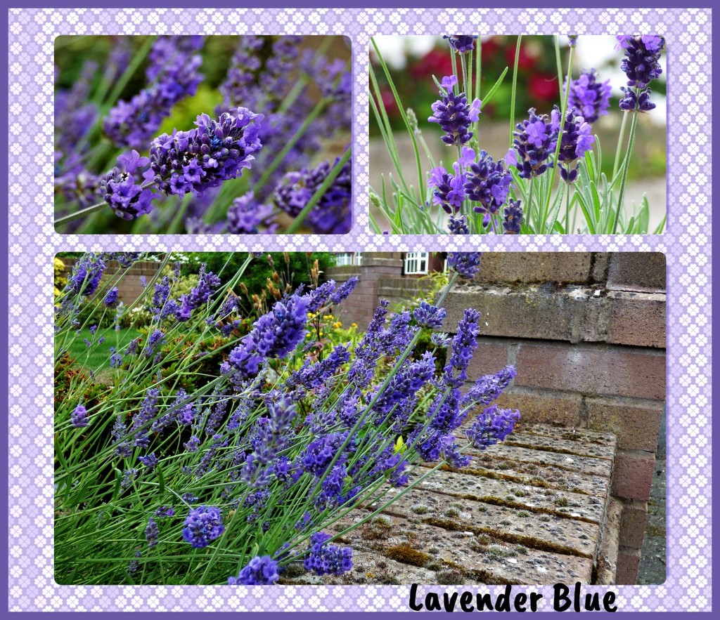 Lavender Blue  by beryl
