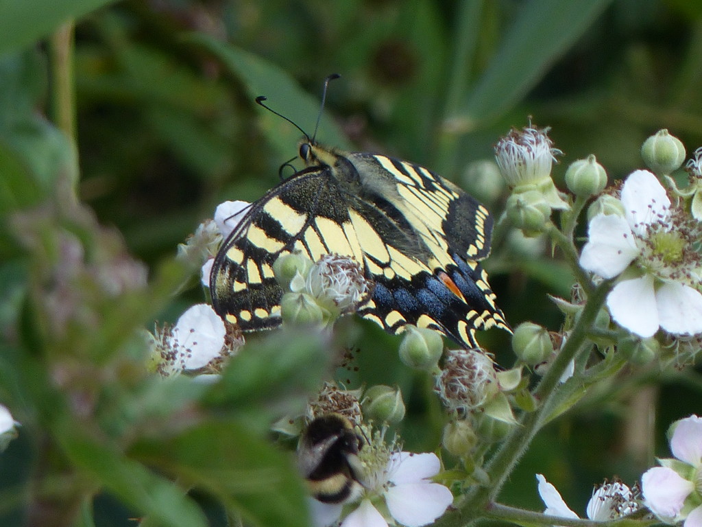  Common Swallowtail  by susiemc