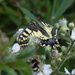  Common Swallowtail  by susiemc