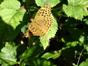 18th Jul 2019 - I spotted this butterfly , i am not sure what it is ?