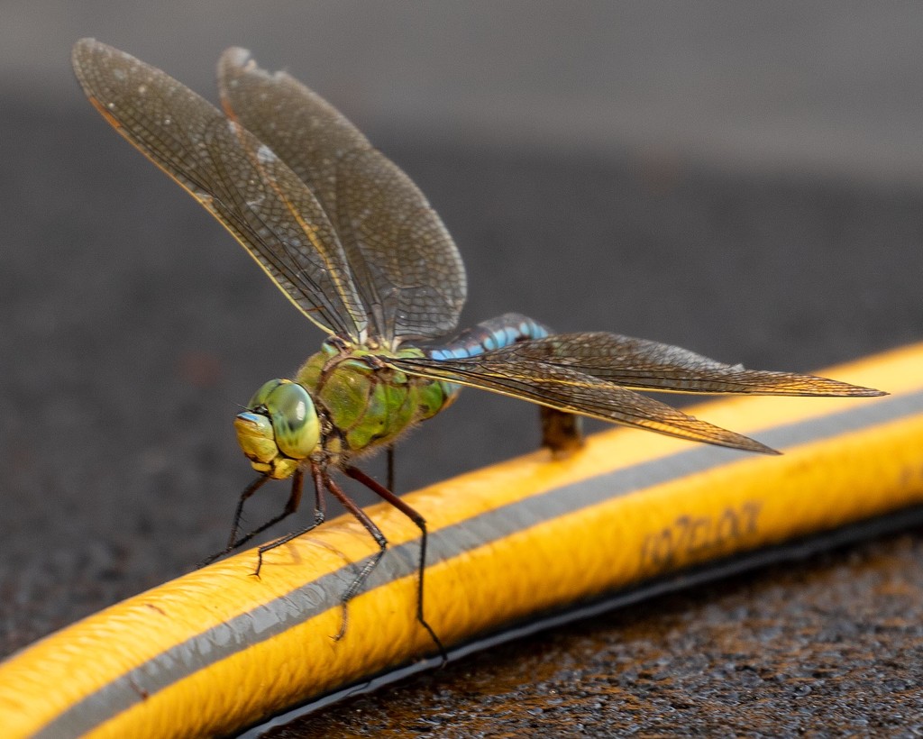 dragonfly or damselfly? by shepherdmanswife