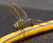18th Jul 2019 - dragonfly or damselfly?