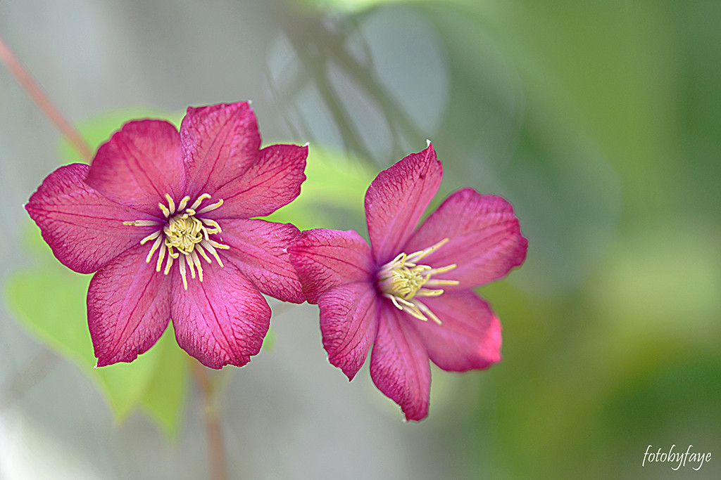 Pink Clematis! by fayefaye