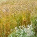 Barley by rosie00