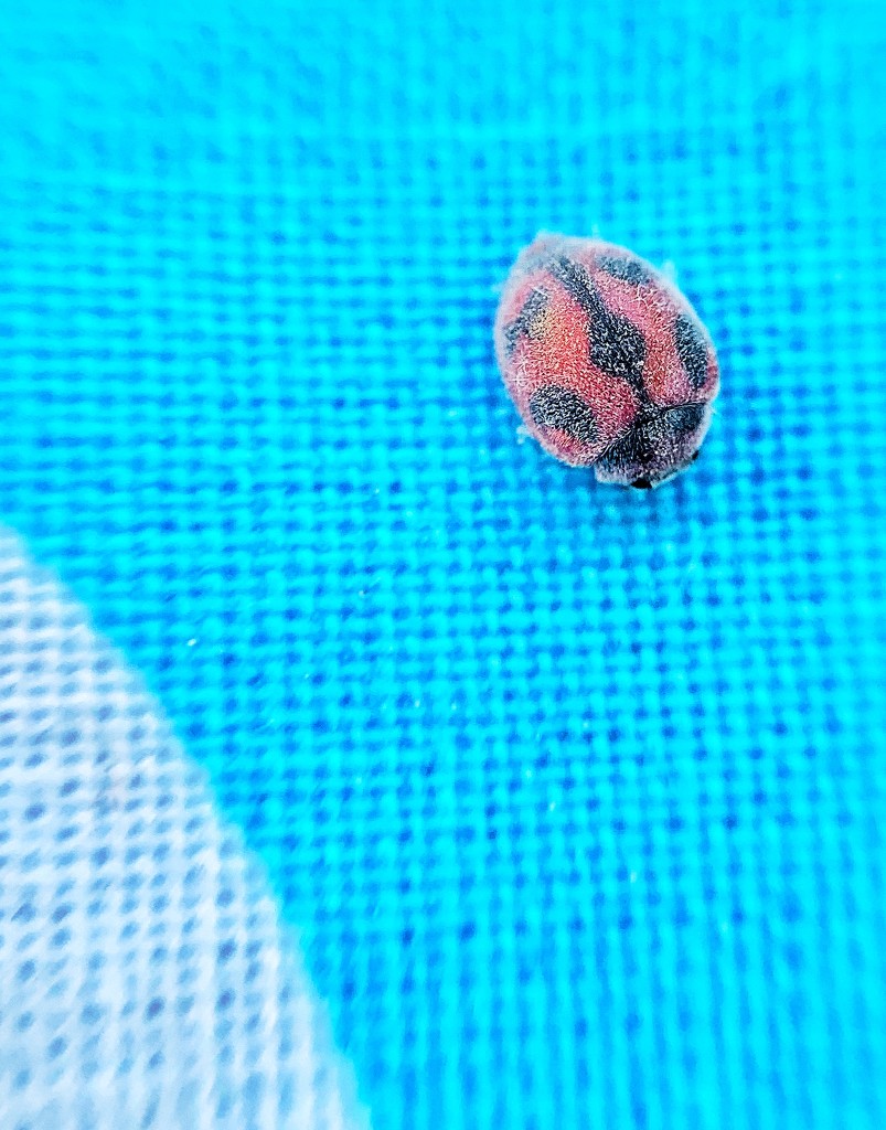 Tiny hairy ladybug.  by cocobella