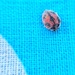 Tiny hairy ladybug.  by cocobella