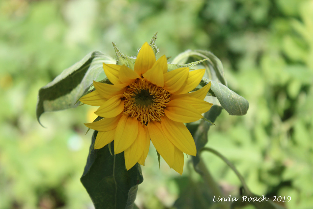 Sunflower SOOC by grannysue