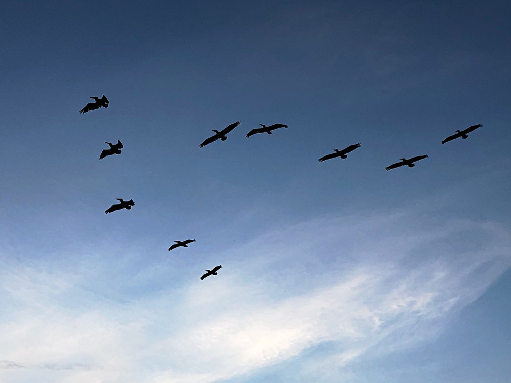 Graceful pelicans soaring overhead:  a common sight along The Battery in Charleston by congaree