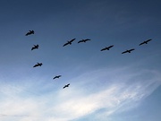 19th Jul 2019 - Graceful pelicans soaring overhead:  a common sight along The Battery in Charleston
