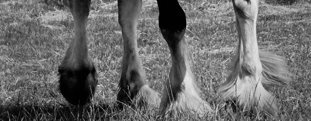 Shire Horse Hoofs by allsop
