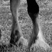 Shire Horse Hoofs by allsop