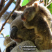 joey season is officially open! by koalagardens