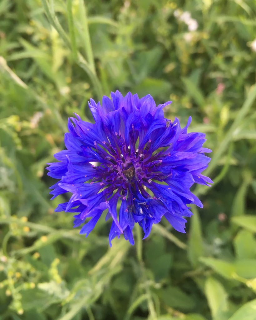 Lonely cornflower by pattyblue