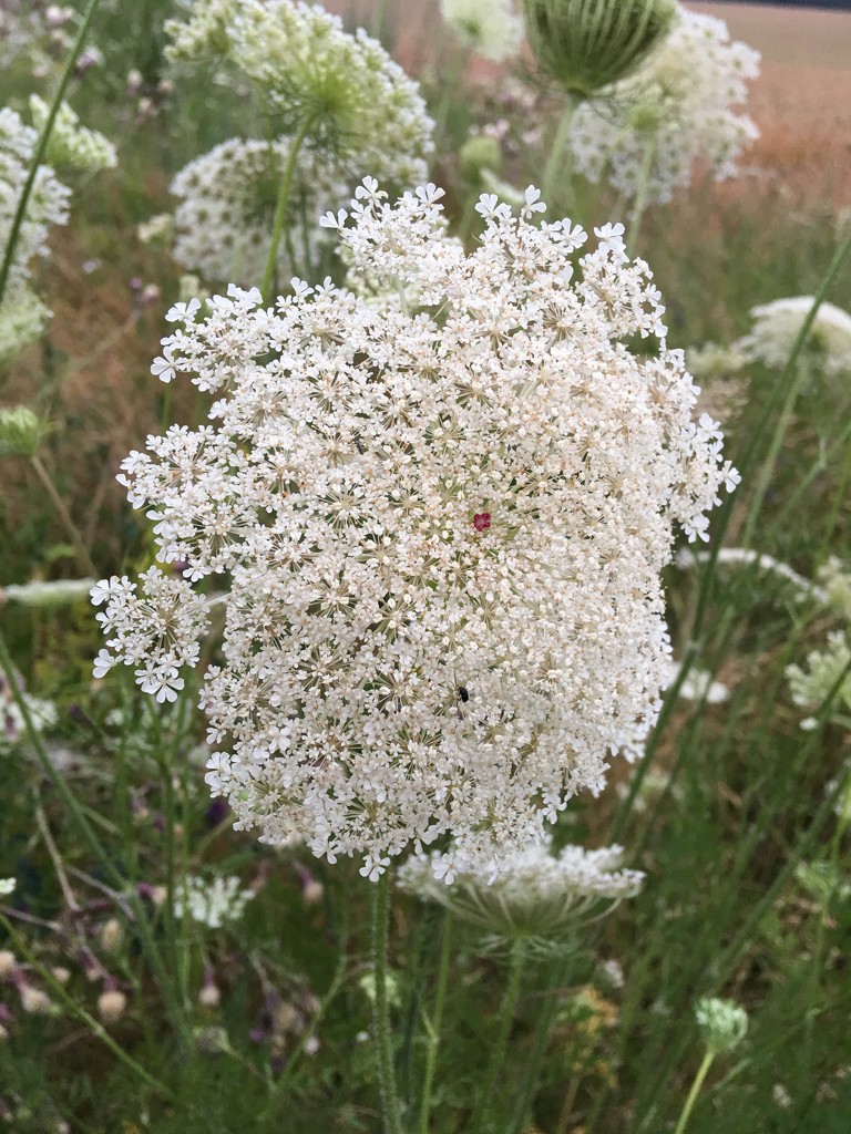 Queen Anne‘s Lace by ninihi