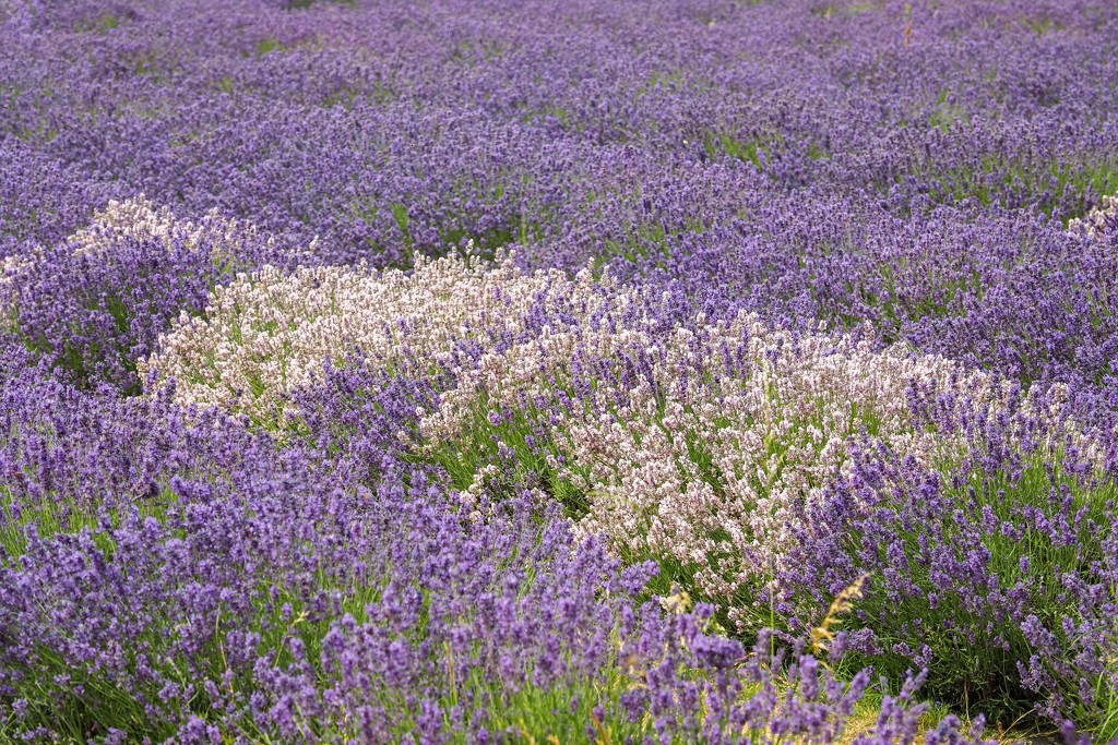 Mayfield Lavender  by bizziebeeme