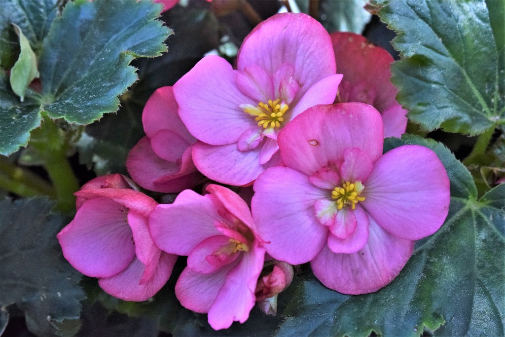 Pink Begonia by sandlily