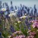 Summer flowers by pamknowler