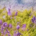 Lavender by pamknowler