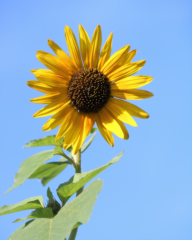 July 19: Sunflower by daisymiller
