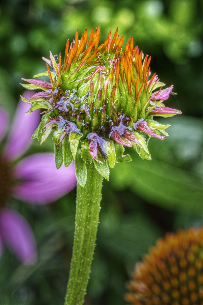 Wet Emerging Echinacea  by kvphoto