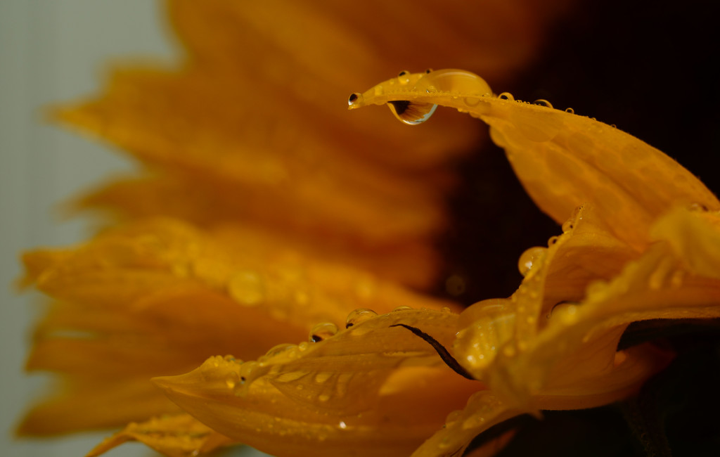 Sunflower Drops by fbailey