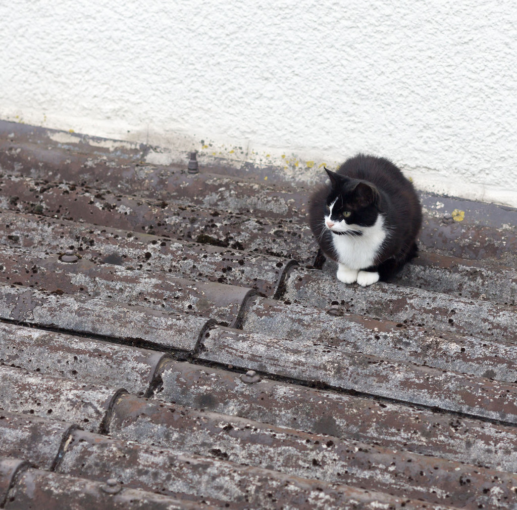 Cat on a Hot Tin Roof by lastrami_