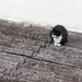 Cat on a Hot Tin Roof by lastrami_