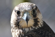 18th Jul 2019 - Day 199:  Peregrine Falcon 