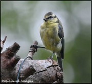 19th Jul 2019 -  Young blue tit