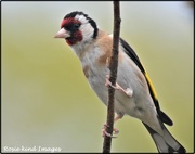 19th Jul 2019 - Beautiful goldfinch