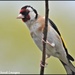 Beautiful goldfinch by rosiekind