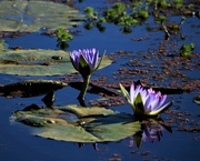 20th Jul 2019 - Water Lily Reflections ~   