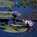 Water Lily Reflections ~    by happysnaps