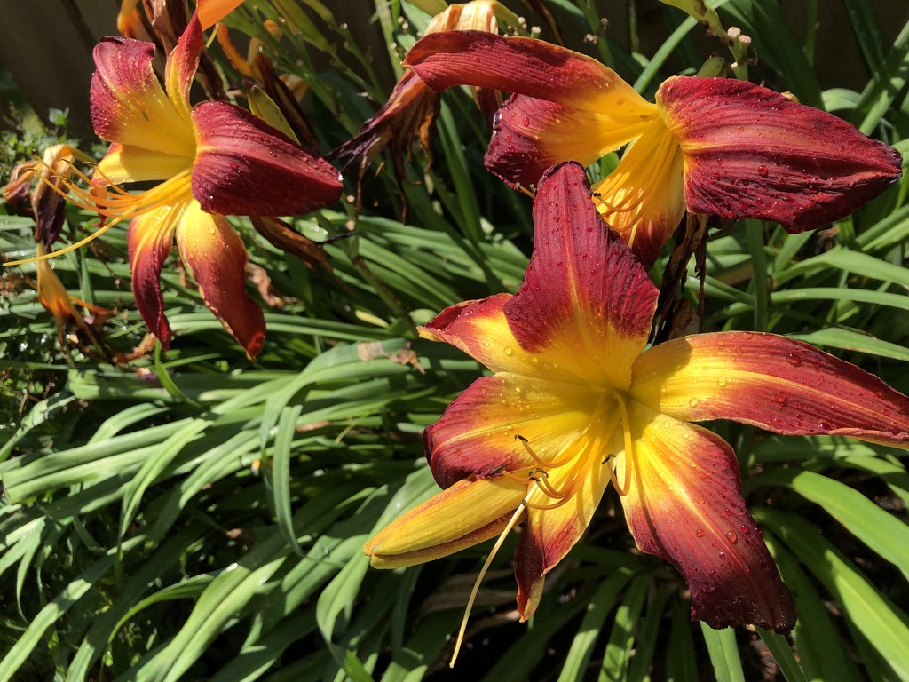 Daylilies by loweygrace