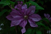 19th Jul 2019 - Clematis in the Rain.