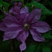 Clematis in the Rain. by tonygig