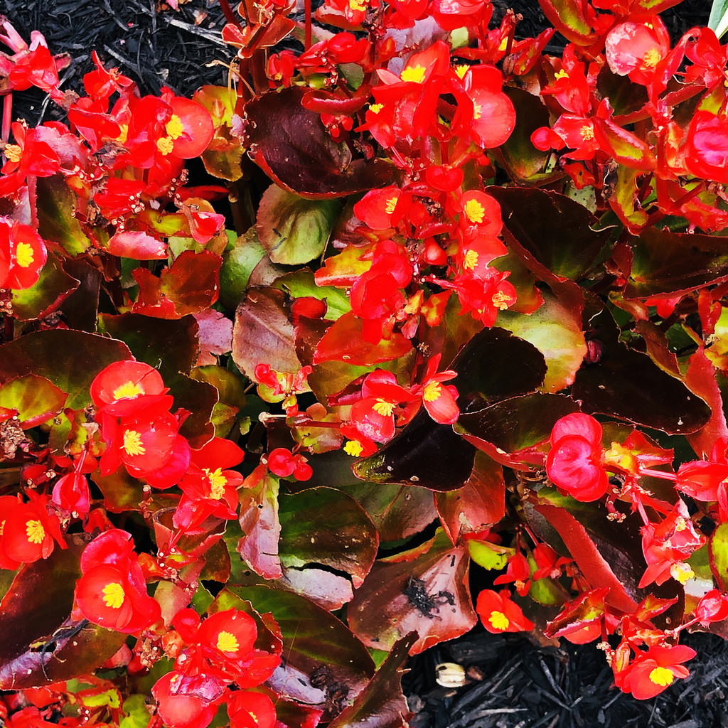 The Red Begonias Are On Fire! by yogiw